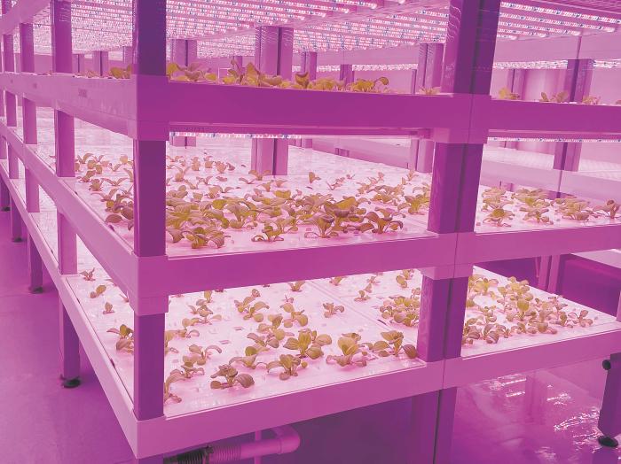 在物美植物工廠里，通過LED燈的照射，蔬菜散發(fā)勃勃生機。受訪者供圖